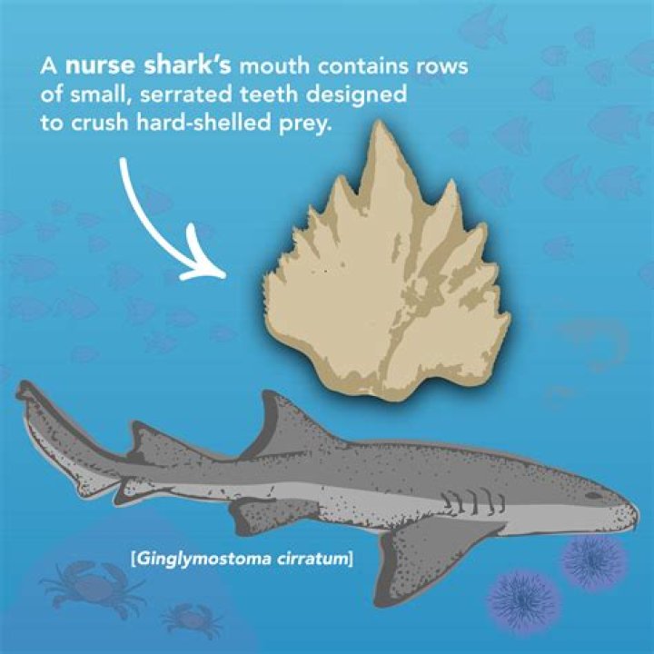 Were any real sharks used in Jaws?