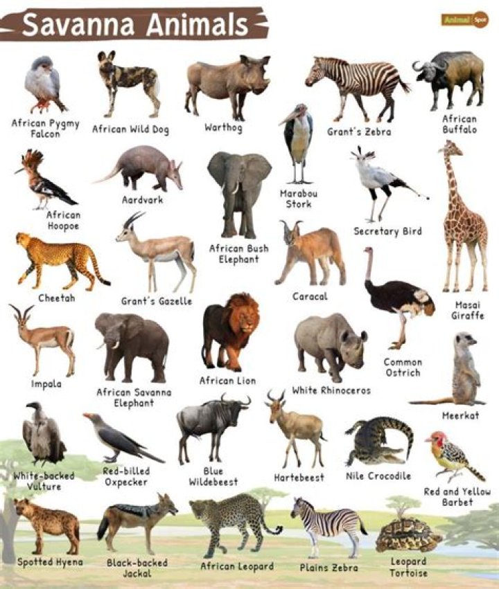 What animals Can you swim with in Bahamas?