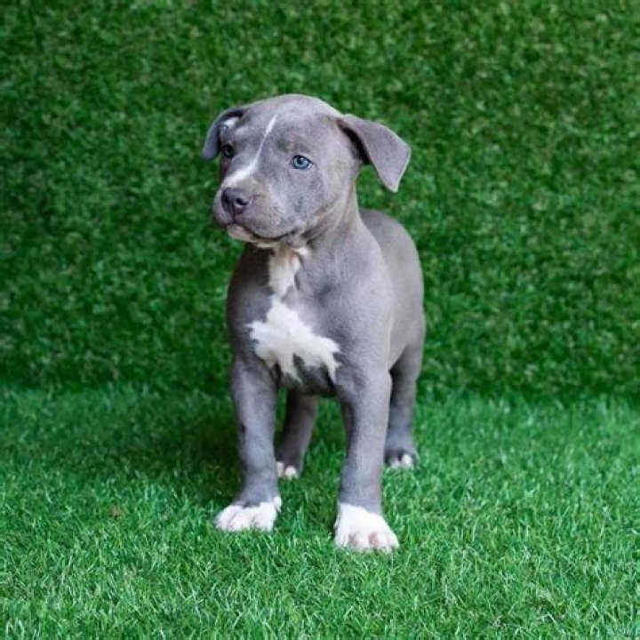 What are blue pitbulls?