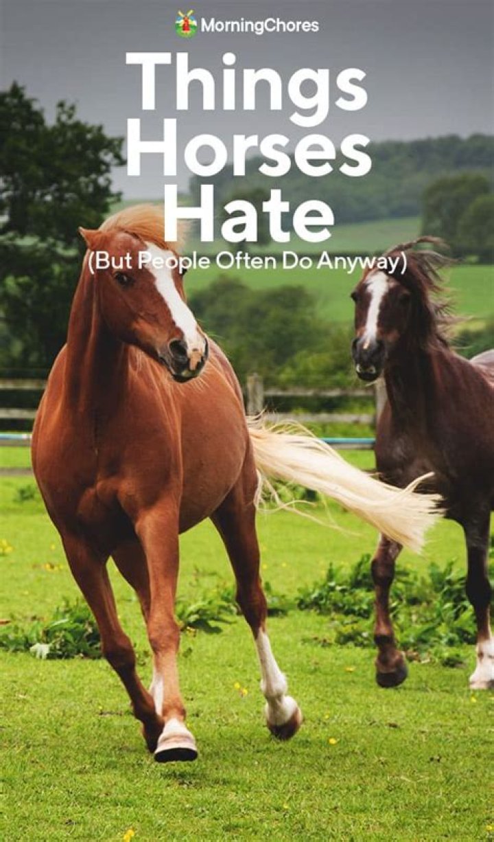 What are the things horses hate?