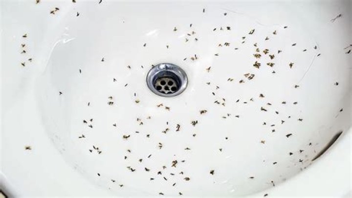 What are tiny GREY bugs in bathroom?