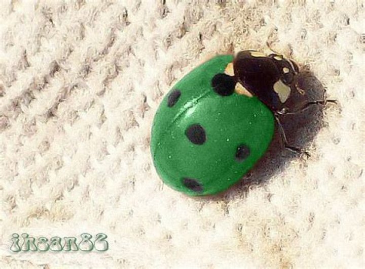 What bug has green guts?