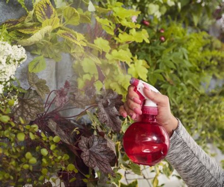 What can I spray on my tomatoes to keep bugs away?