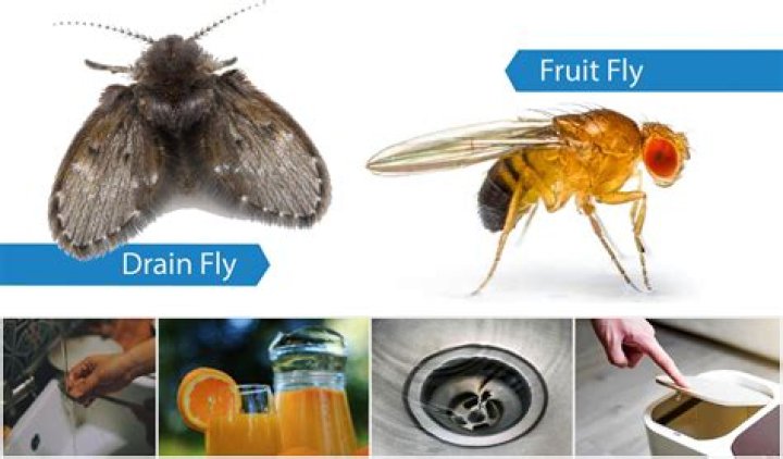 What do flies not like?