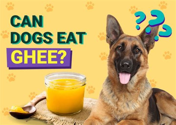 What do Indian dogs eat?