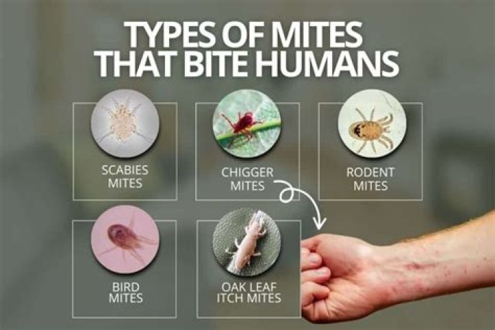 What do mite bites look like on a human?