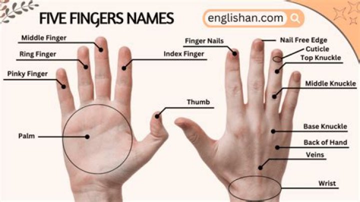 What does 5 fingers on it mean?