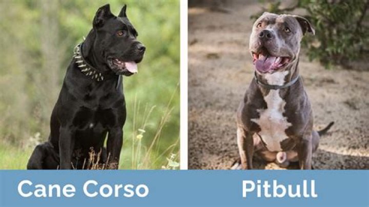 What does a Cane Corso and a Pitbull mix look like?