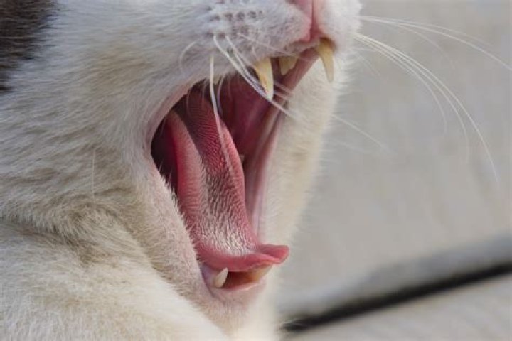 What does a cat's tongue feel like?