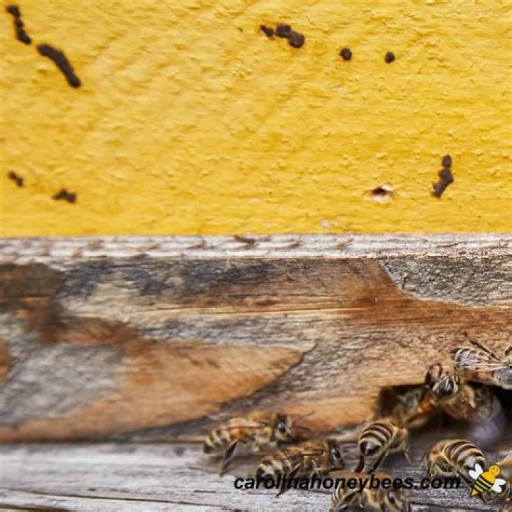 What does bee poop look like?