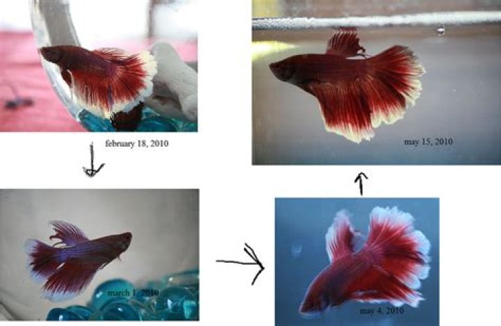 What does betta fish vision look like?