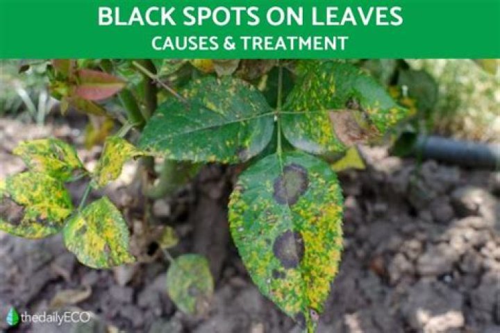 What does Black Spot mean in India?