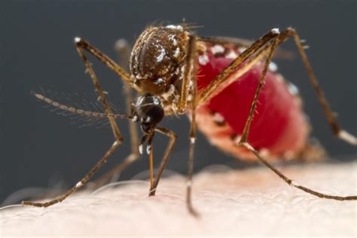 What does blood taste like to mosquitoes?