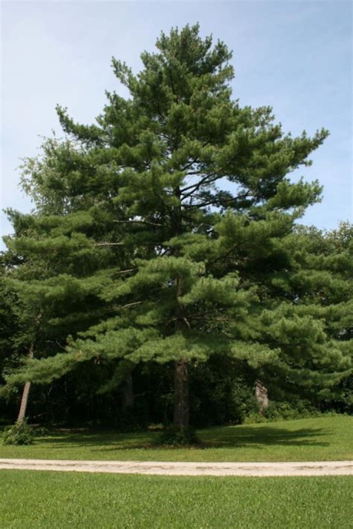 What does pine trees look like?