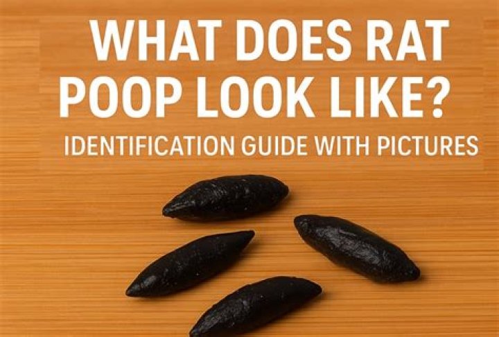 What does rat poop look like in the garden?