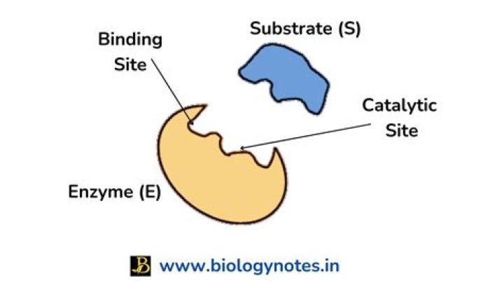 What enzyme does DDT target?