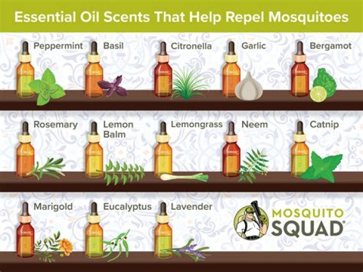 What essential oils deter mice and rats?