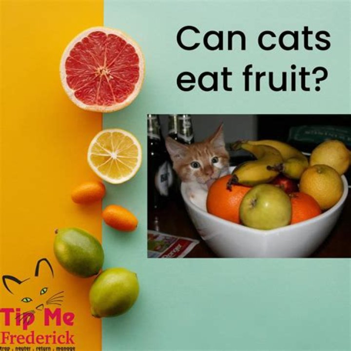 What fruits are bad for cats?