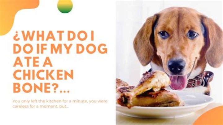 What happens if a dog eats a rotisserie chicken?