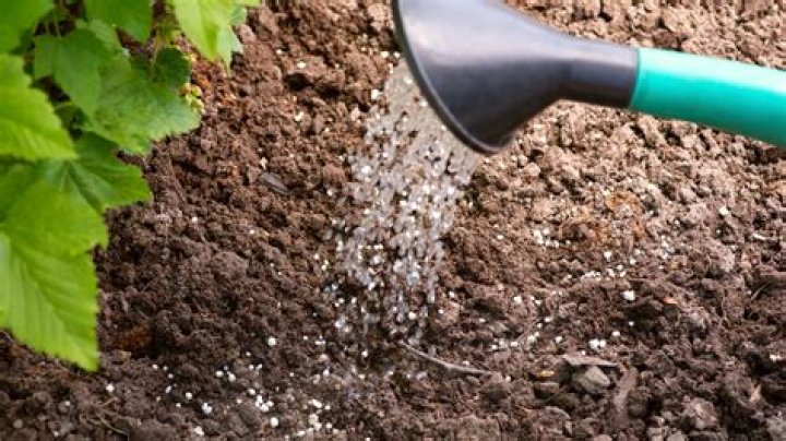 What happens if you don't water after fertilizing?