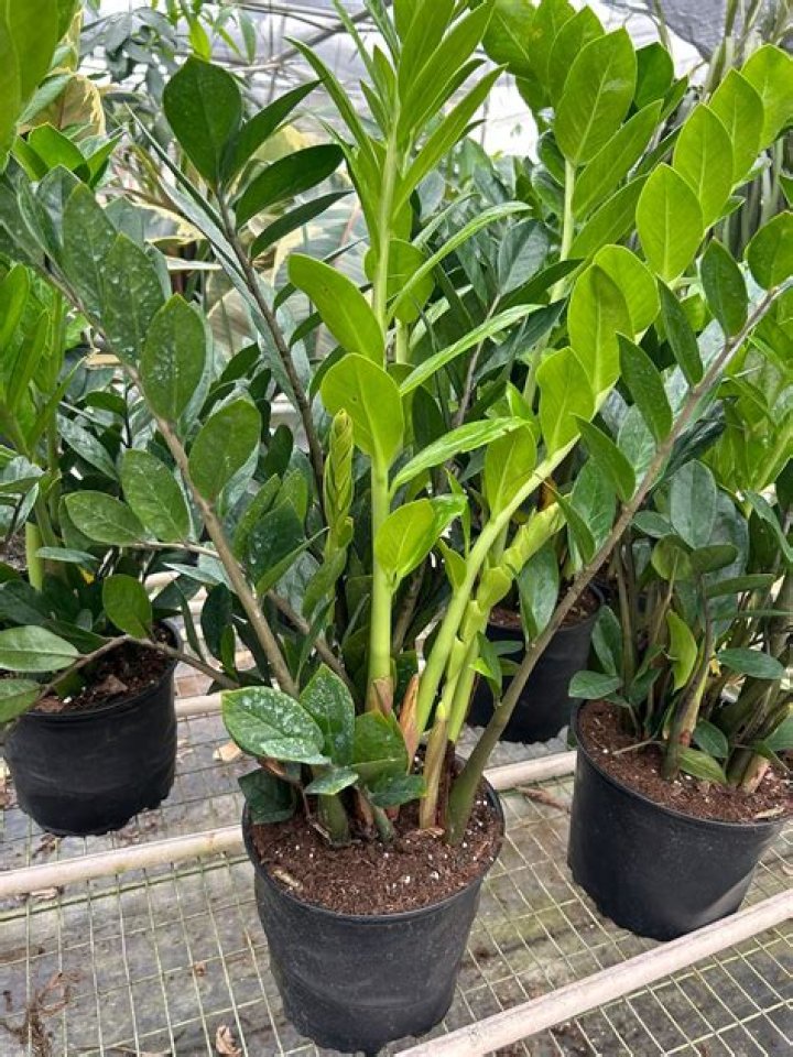 What happens if you touch a ZZ plant?