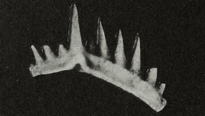 What has the sharpest teeth in the world?