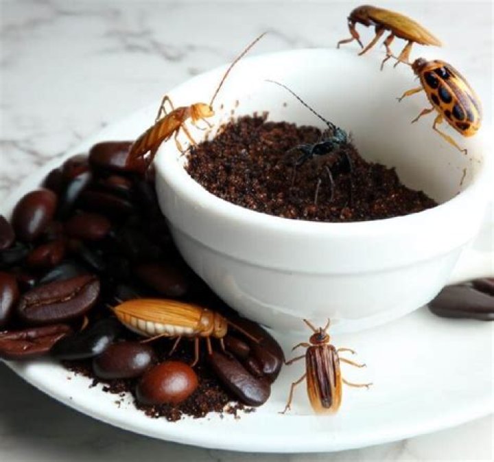 What insect leaves droppings that look like coffee grounds?