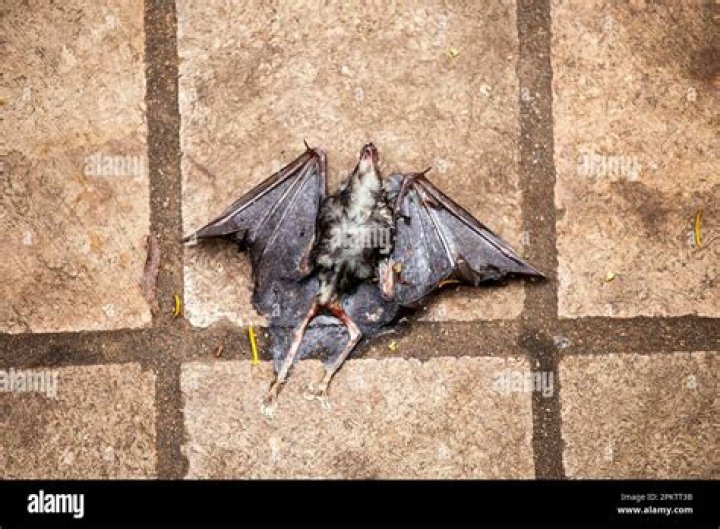 What is a dead bat?