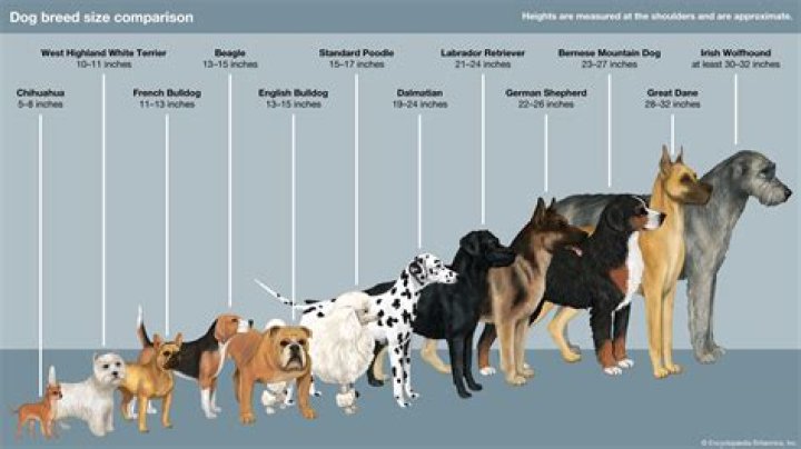 What is a guardian breed dog?