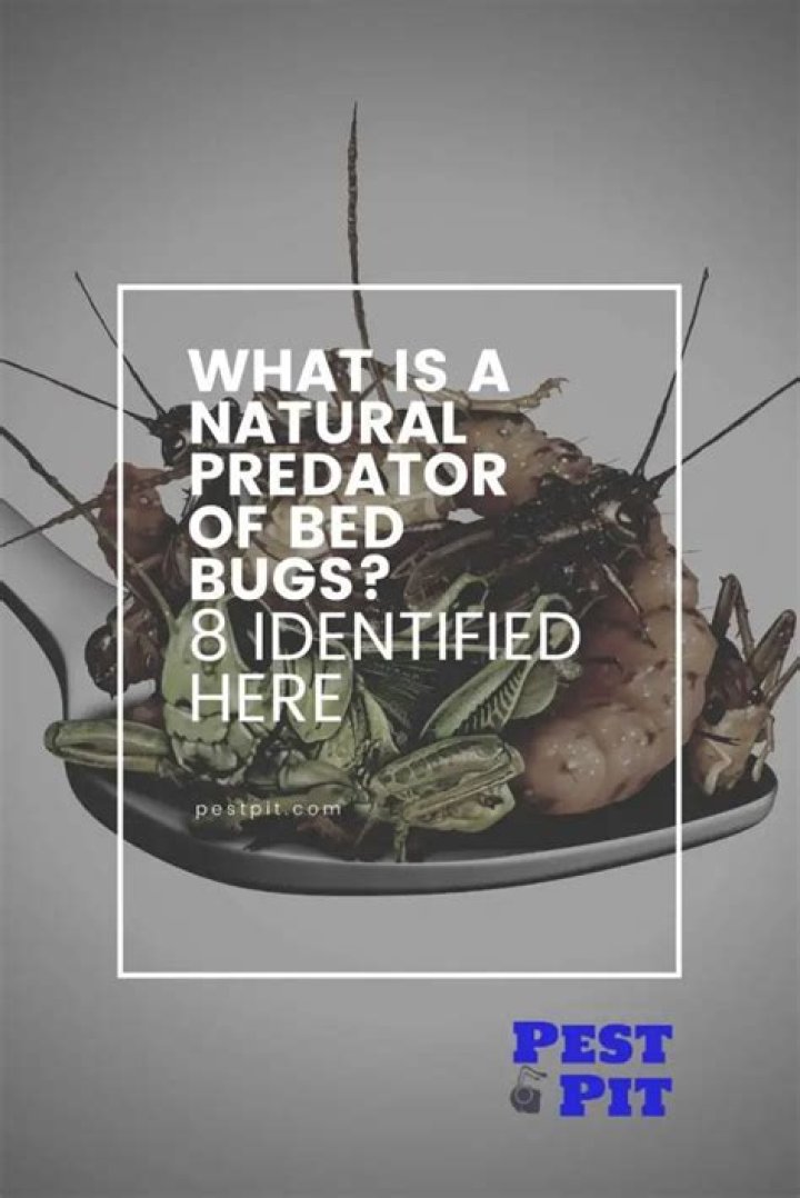 What is a natural predator of bed bugs?