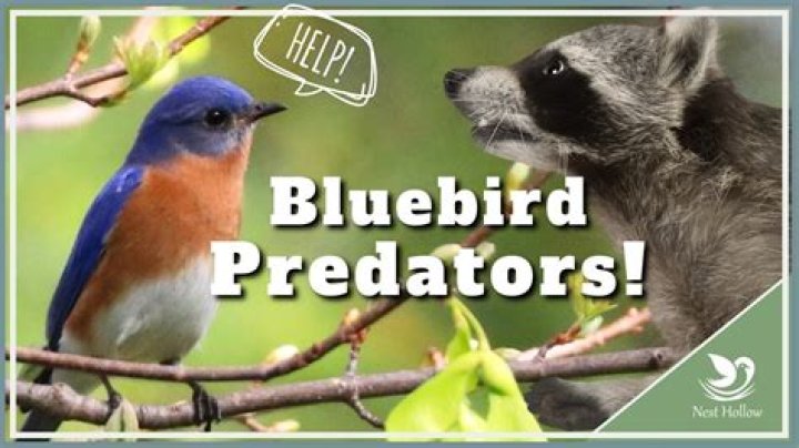 What is a predator to a crow?