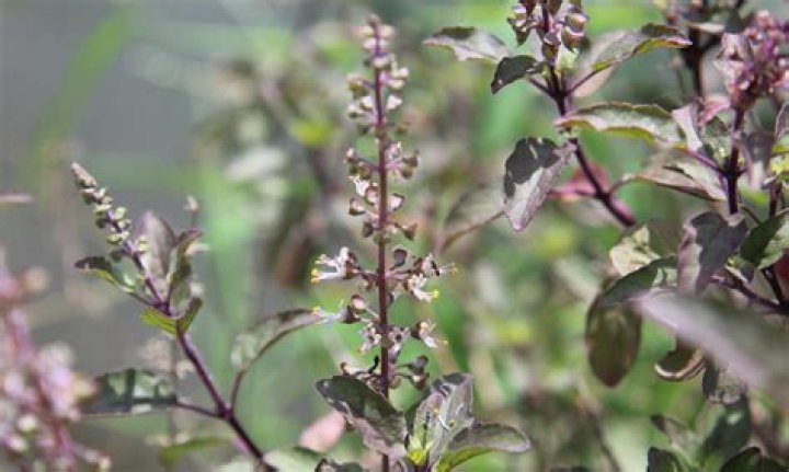 What is Krishna Tulsi?