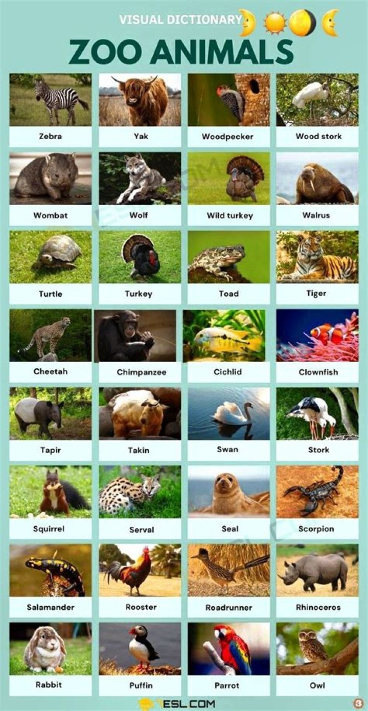 What is plural for zoo?