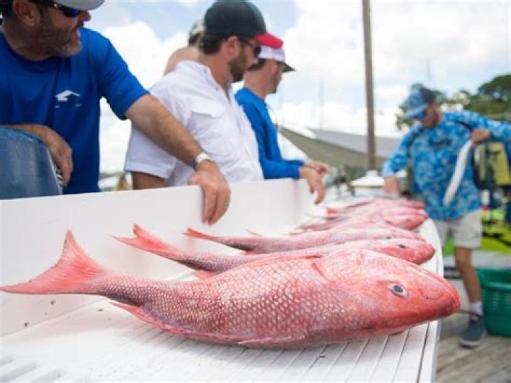 What is the best tasting fish in the Gulf of Mexico?
