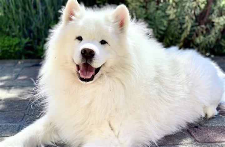 What is the biggest fluffy dog breed?