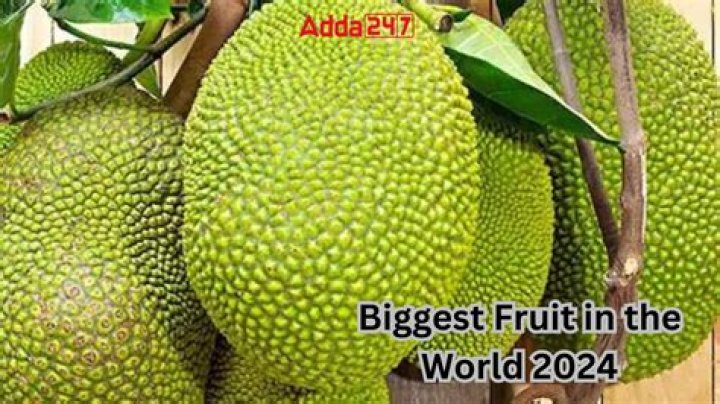 What is the biggest fruit of the world?
