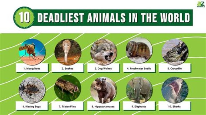 What is the deadliest time of the day?