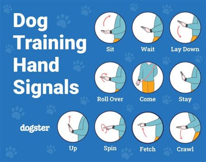 What is the heal command for dogs?