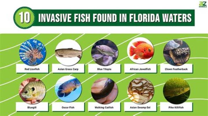 What is the invasive fish in Florida?