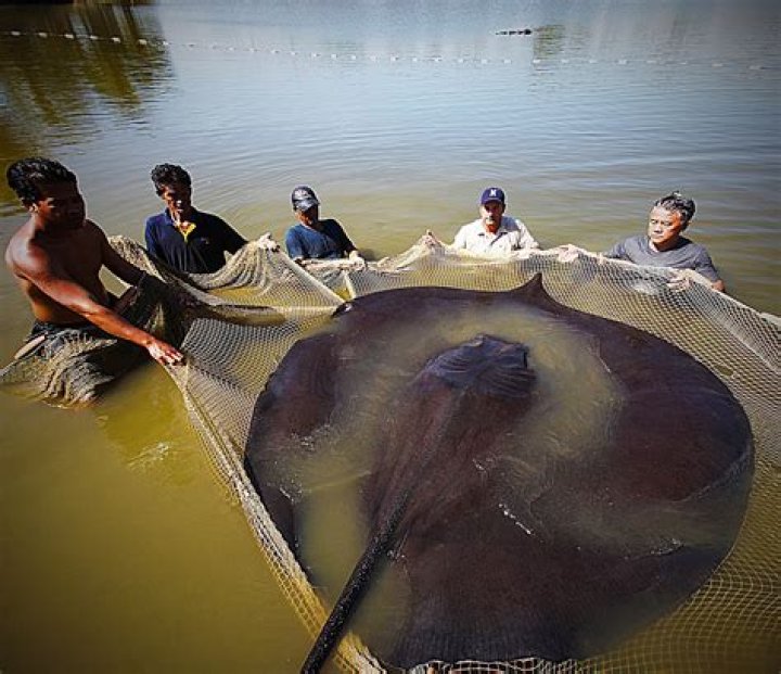 What is the largest freshwater fish?