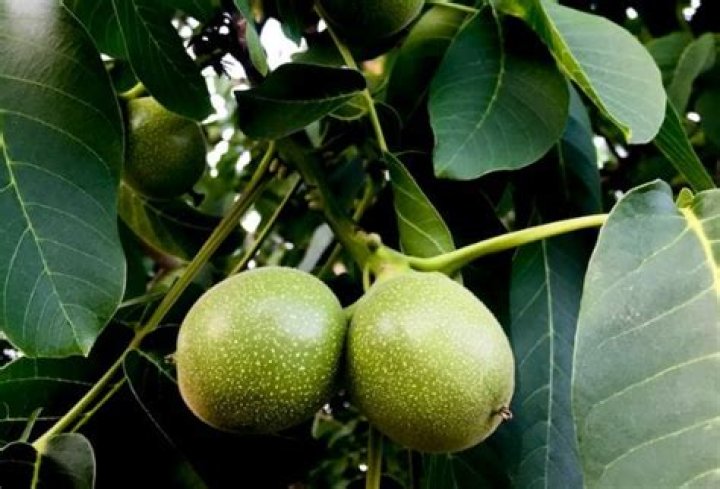 What is the most profitable tree to grow?