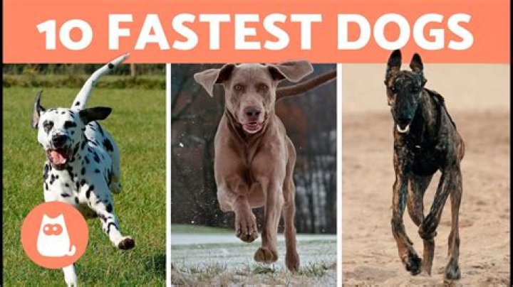 What is the second fastest dog?