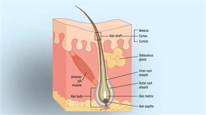 What is the white stuff on a hair follicle?