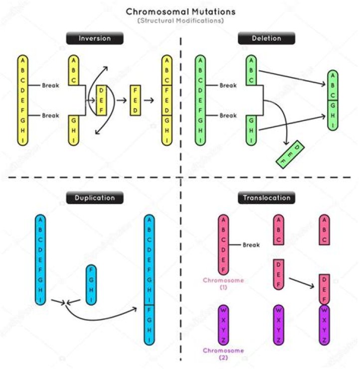What is translocation and duplication?