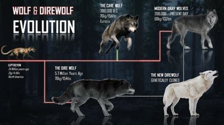 What is Wolf's real name Sekiro?