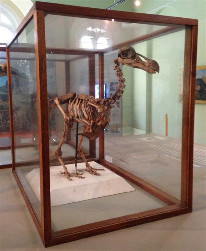 What killed the dodo bird?