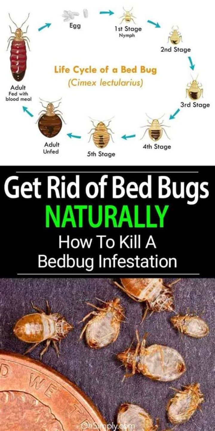 What kills bed bugs and their eggs?