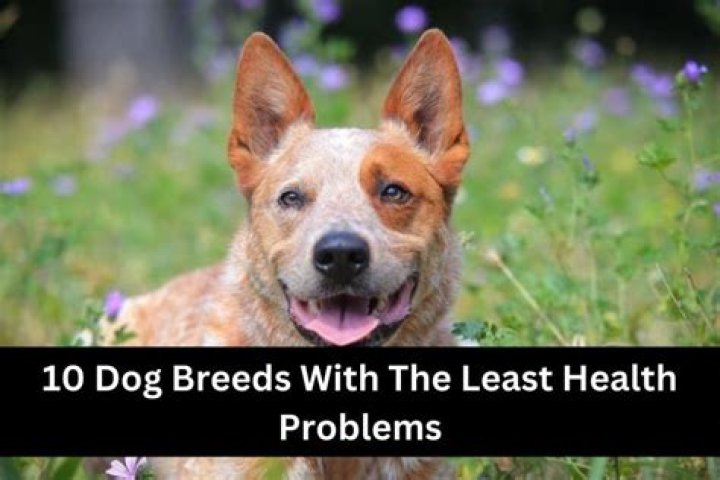 What kind of dog has the least health problems?