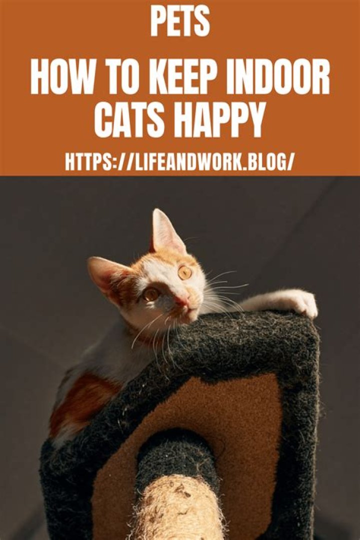 What makes indoor cats happy?
