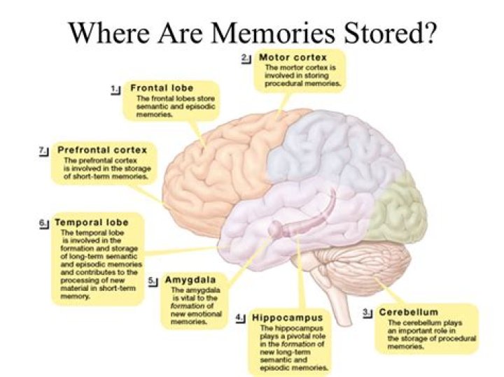 What part of the brain controls memory?